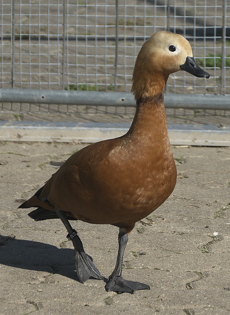 不小優勢