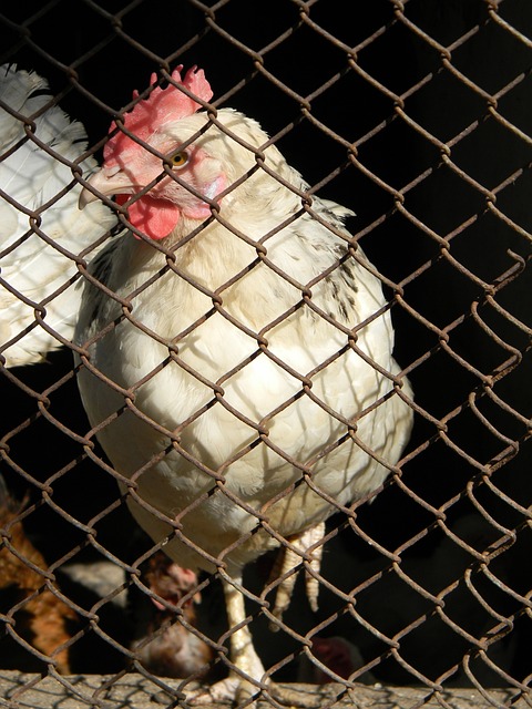 孟菲斯灰熊 孟菲斯灰熊